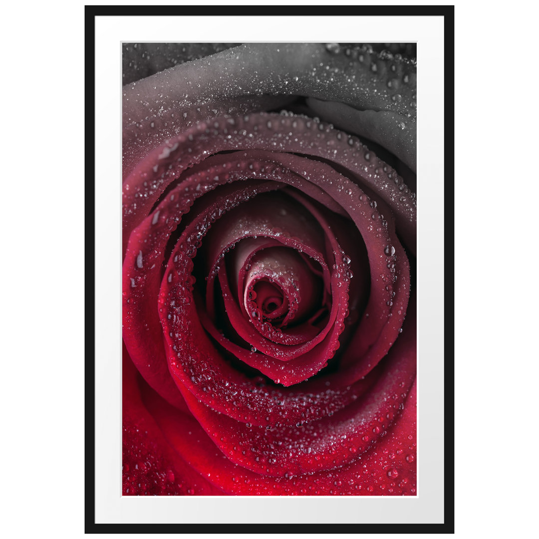 Gerahmter Fotodruck Red Tender Rose Blossom