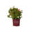 1 Gallon Autumn Belle Encore Azalea Live Low Maintenance Plant