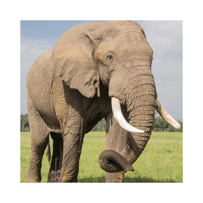 Africa, Kenya, Maasai Mara National Reserve. Elephant Close-up. 1 Piece Wrapped Canvas Wall Art