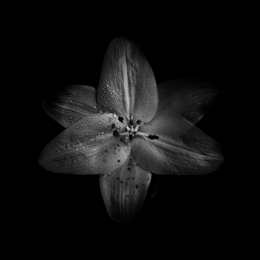 Leinwandbild Black and White Lily von Brian Carson