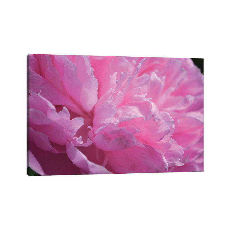 Pastel Peony 1 Piece Wrapped Canvas Wall Art, 30.48cm H x 45.72cm W x 1.905cm D