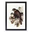 Brown Hawks by Elizabeth Gould - Picture Frame Painting Print-55513197-55513192