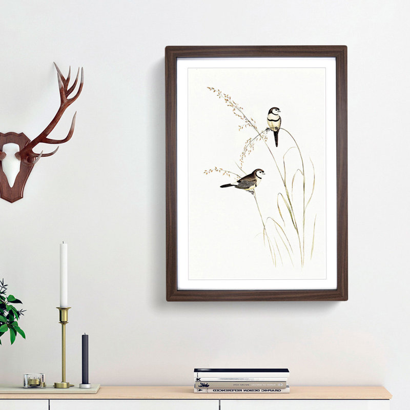 Double-Barred Finch by Elizabeth Gould - Framed Print, 48cm H x 36cm W x 2cm D, Walnut Framed