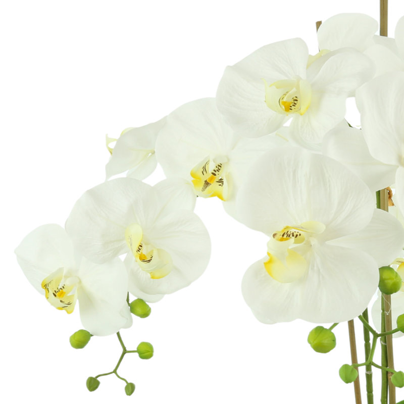 Orchid Arrangement in Planter
