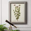 Antique Herb Botanical I - reproduction d'art sur toile encadrée-1316057389