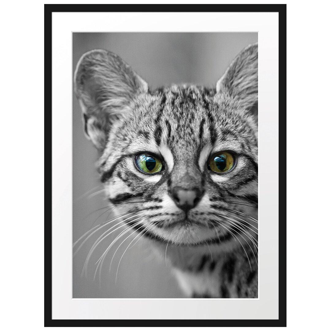 Gerahmtes Poster Kleine Bengalkatze