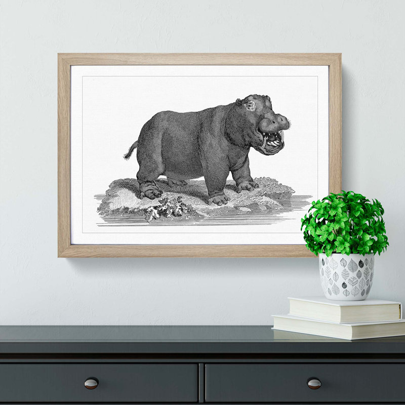 Hippopotamus in Black and White by George Shaw - Picture Frame Drawing Print, 36cm H x 48cm W x 2cm D, Oak Framed