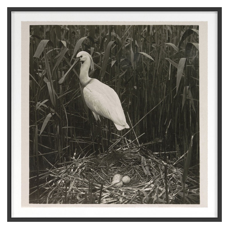 St. Elmo Stream par THE Studio - Photographie avec cadre photo