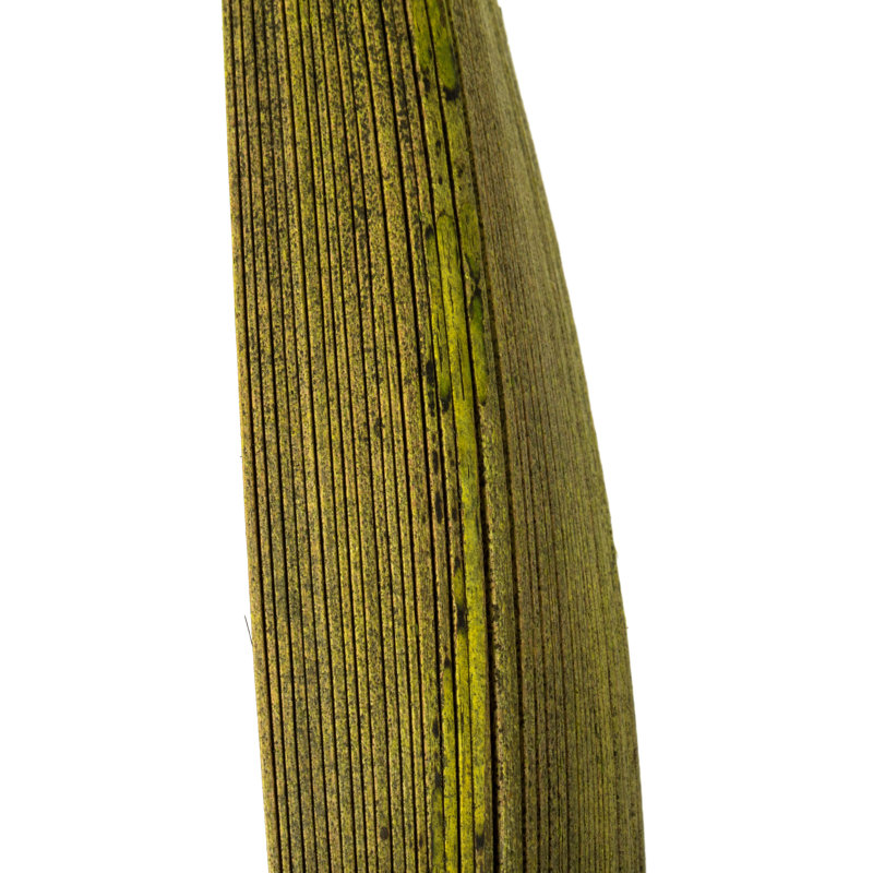 Palettes entièrement naturelles, palettes séchées, palettes séchées, Basilic