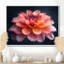 Photo de souci rose rose et orange chaud - souci mural-190633175-85216342