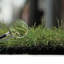 Briseida 40mm Kids, Pets Friendly Artificial Grass For Lawn Patioo-4m(13'1") X 2m(6'6")-8m²