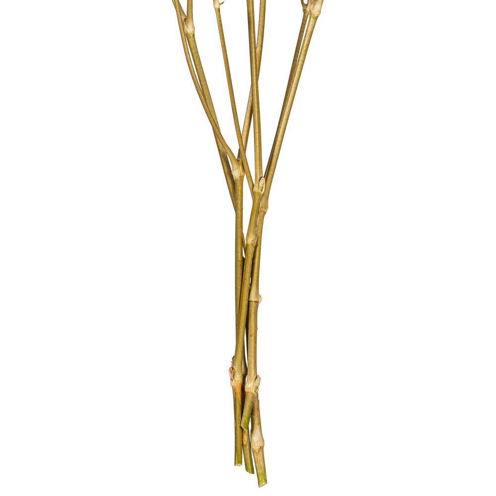 Dried Baby's Breath Stems