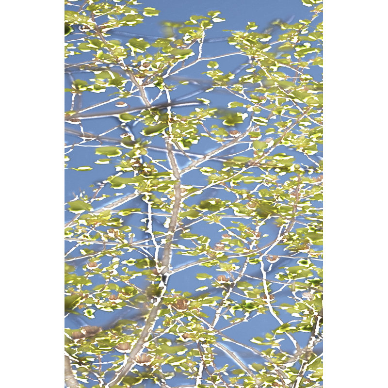Spring Poplars I - Wrapped Canvas Art Prints, 122cm H x 81cm W x 3.8cm D