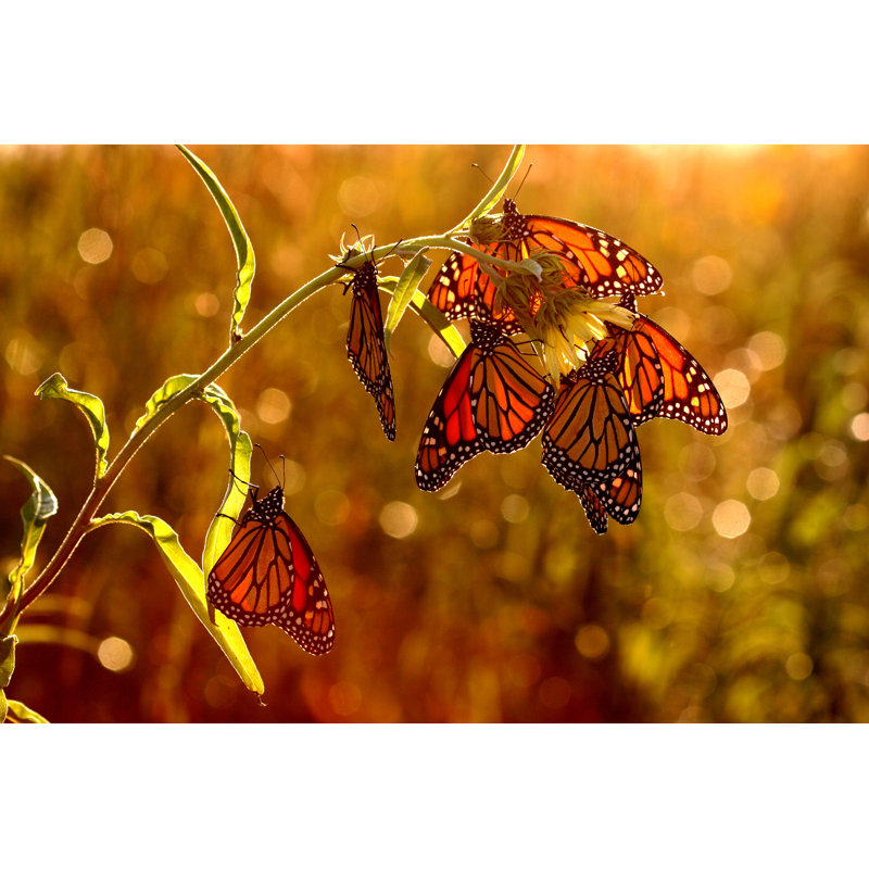 «Monarch Butterflies» par Jackvandenheuvel - Photographie sur toile tendue, H 32 po x l 48 po
