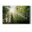 Lumière et arbres II - photographie sur toile tendue-1843473967