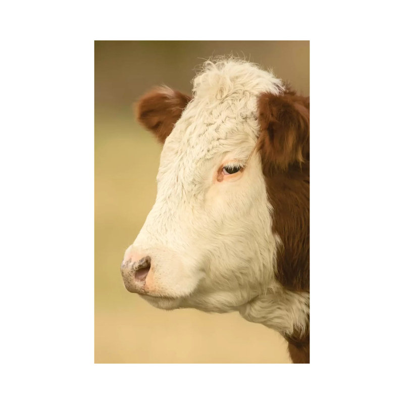 Close-Up Portrait Of A Hereford Cow In A Pasture, La Conner, Washington, USA by Janet Horton - Wrapped Canvas Print