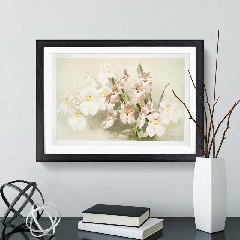 Magnolia Flowers Illustration Tab. 29 by Frederick Sander - Picture Frame Painting Print, Black Framed