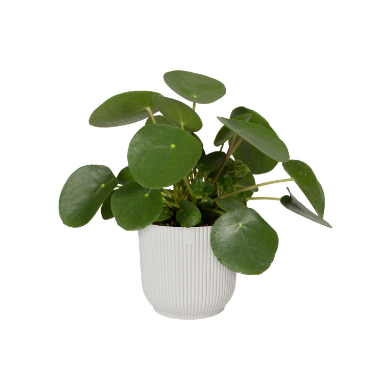 Pot Planter, Silky White, 27.2cm H x 29.5cm W x 29.5cm D