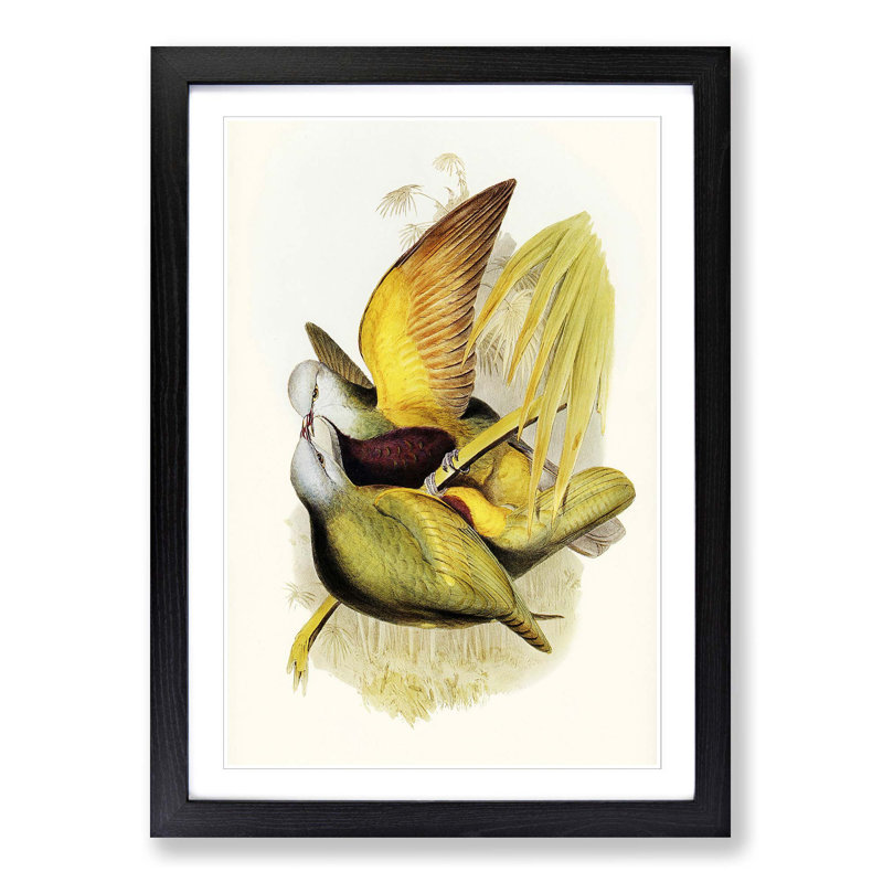 Allied Fruit Pigeons by Elizabeth Gould - Single Picture Frame Painting, 63cm H x 45cm W x 2cm D, Black Framed