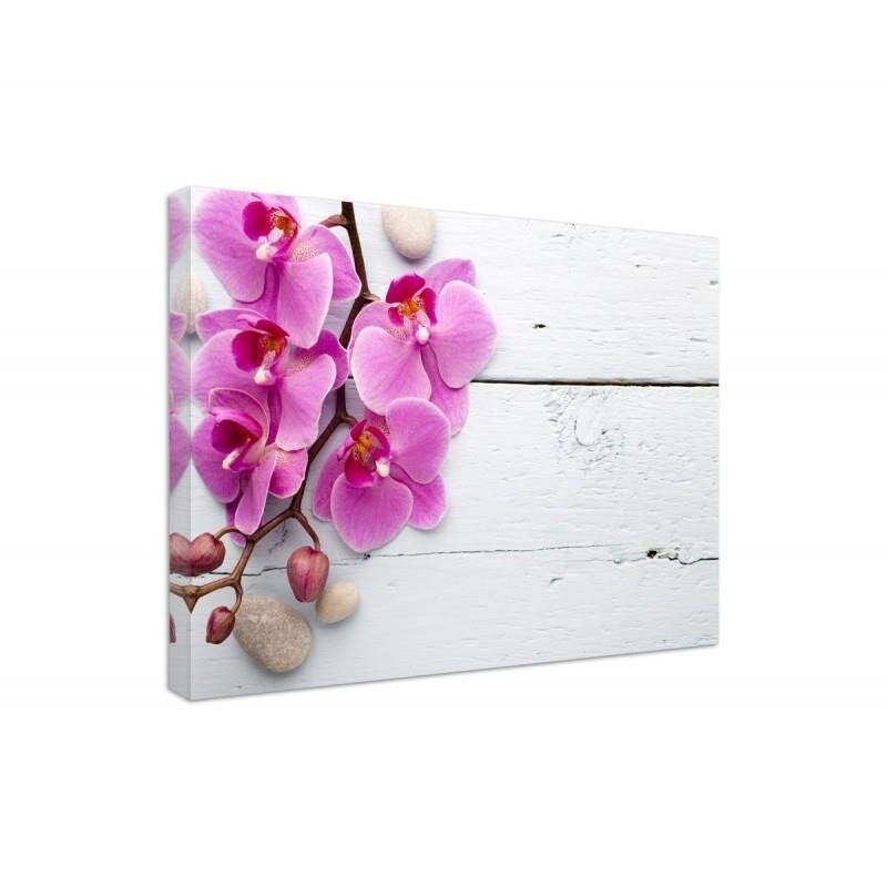 Leinwandbild Rosa Orchidee und Knospen