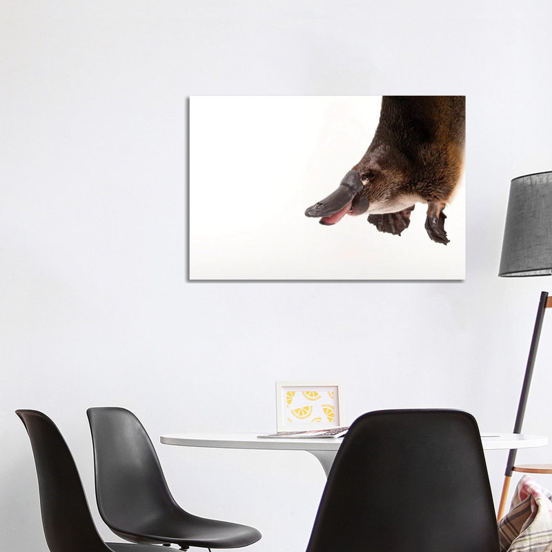 A Platypus At The Healesville Wildlife Sanctuary by Joel Sartore - Gallery-Wrapped Canvas Giclée on Canvas, Canvas