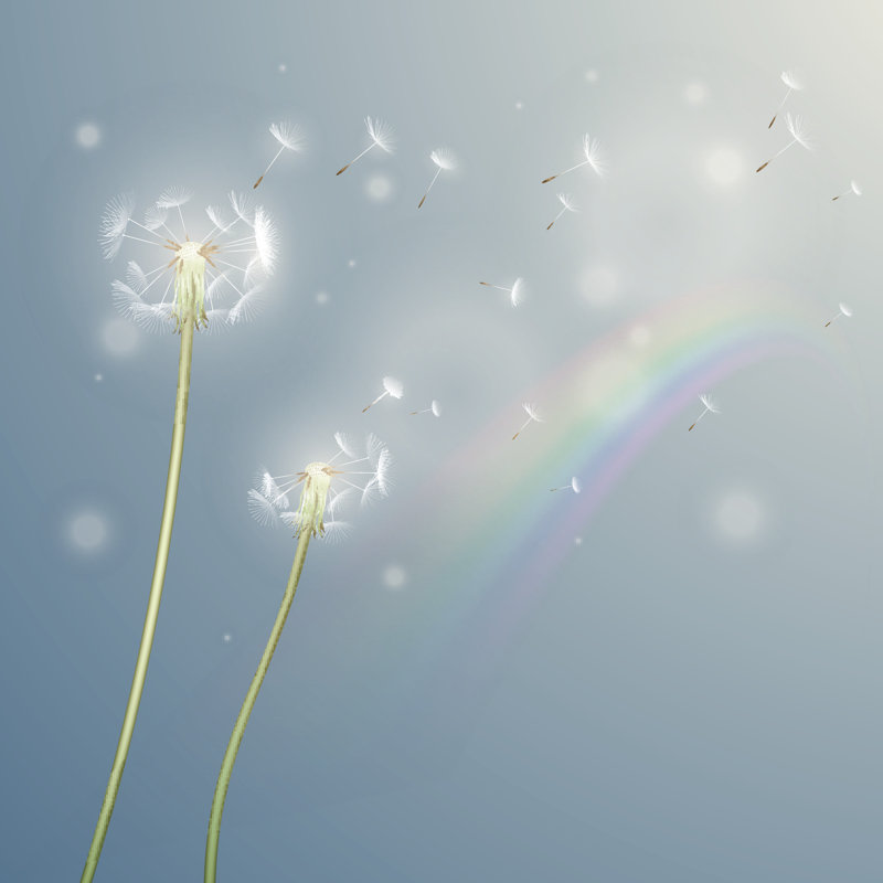 Dandelion With Rainbow by D1sk - Wrapped Canvas Print, 30cm H x 30cm W
