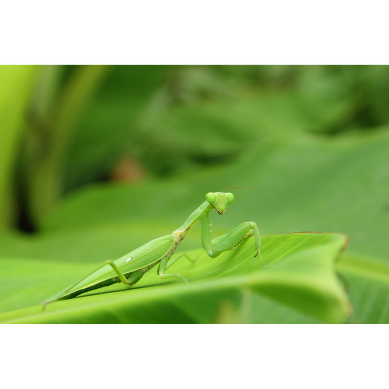 Clarisha Mantis sur toile, H 8 po x l 12 po