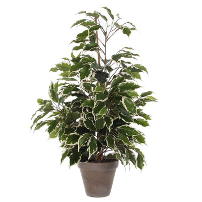 65cm Faux Ficus Plant in Terracotta Pot