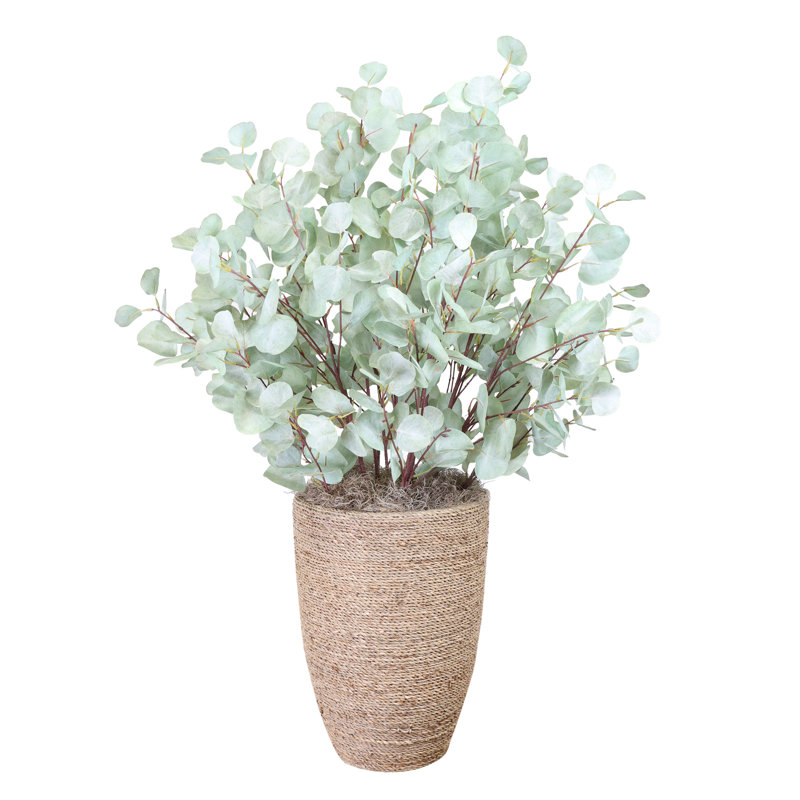 Eucalyptus disposés dans un pot de ciment en paille