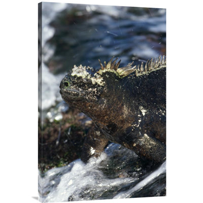 " Marine Iguana At Low Tide, Punta Espinosa, Galapagos Islands, Ecuador "