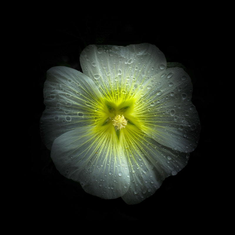 White Petunia Detail by Brian Carson - Wrapped Canvas Art Prints, 30cm H x 30cm W