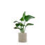 Cache pot Kleo-124871381