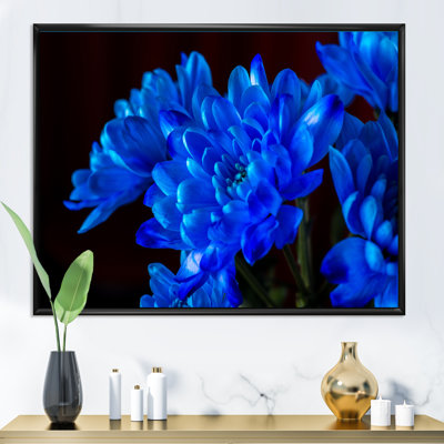 «Blue Chrysanthemum Flowers on Black II», photographie sur toile