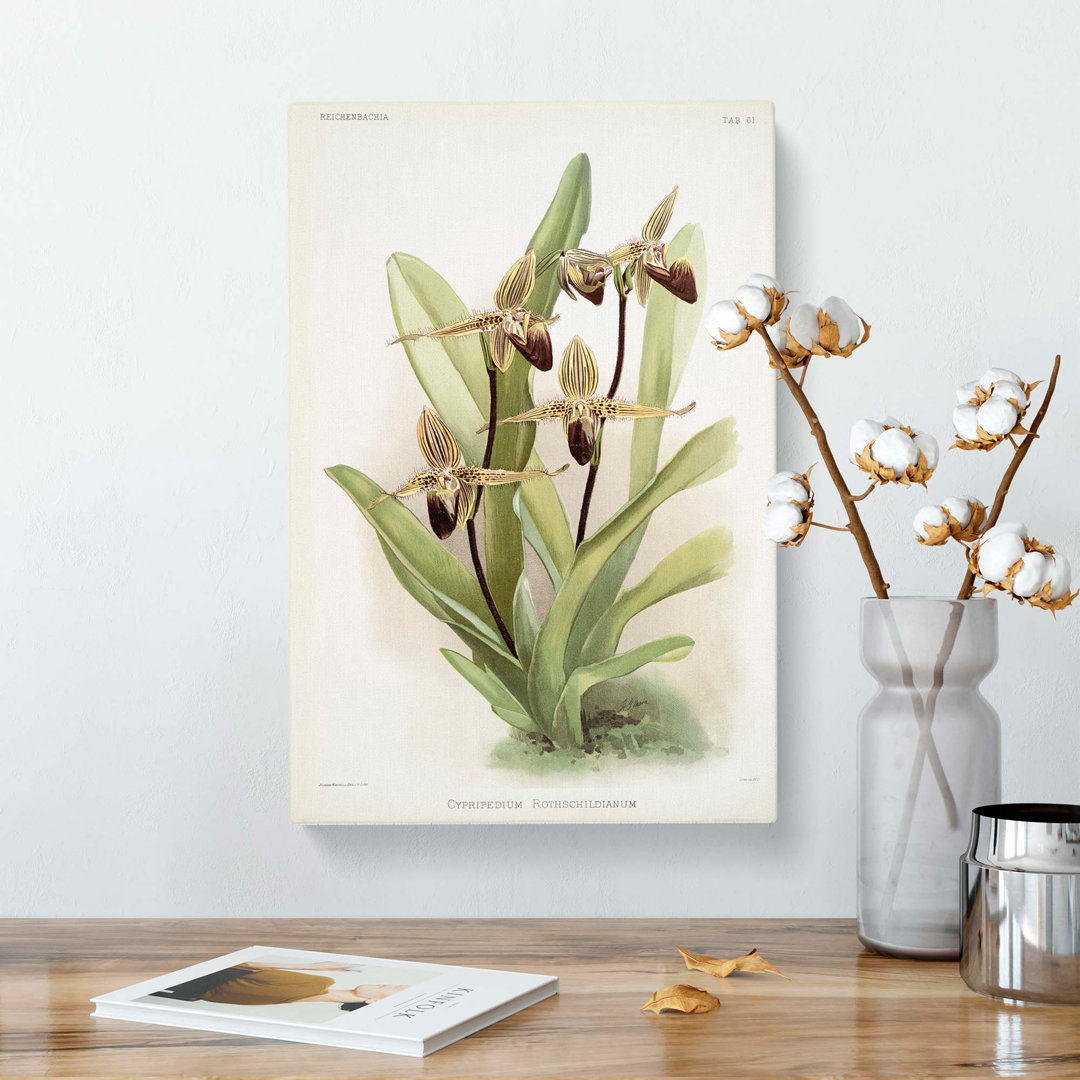 Magnolia Flowers Illustration Tab.61 by Frederick Sander - Wrapped Canvas