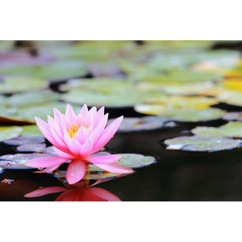 Nénuphar (Nymphée) - photographie sur toile tendue, H 24 po x l 36 po