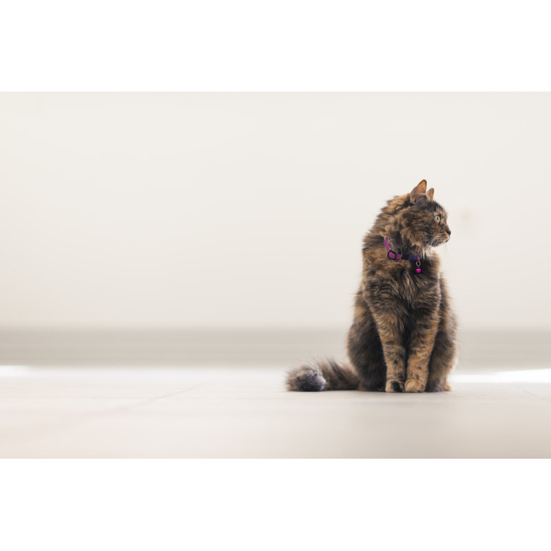 Cat Sitting Indoors by Piranka - No Frame Art Prints on Canvas, 51cm H x 76cm W