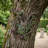 Crotchety Crank Tree Ent Wall Sculpture