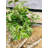 16.5'' Faux Foliage Plant in Ceramic Freestanding