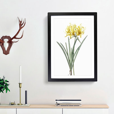 Golden Hurricane Lily by Pierre-Joseph Redoute - Picture Frame Painting Print