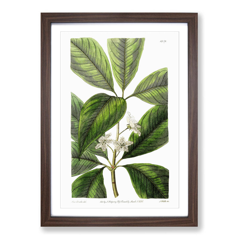 Flowering Tristania Plant - Picture Frame Painting Print, Walnut Framed, 36cm H x 27cm W x 2cm D
