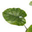 160cm Faux Tropical Plant Tree in Pot