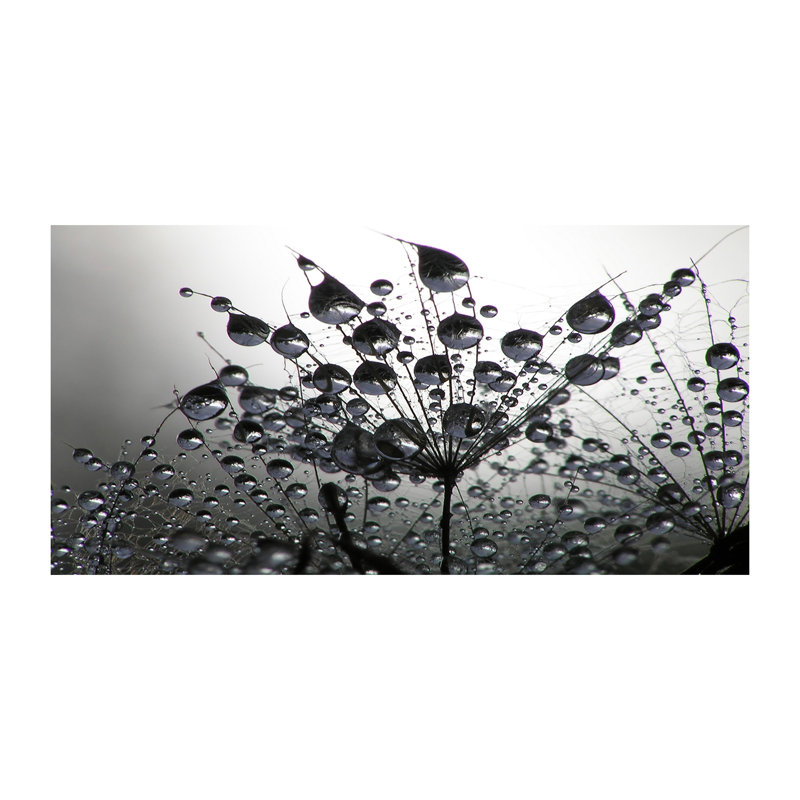 Dandelion Seeds - Wrapped Canvas Print, Canvas, 50cm H x 100cm W