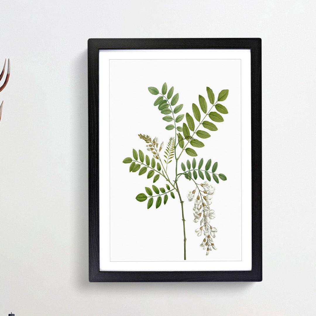 Acacia Tree Flowers by Pierre-Joseph Redoute - Single Picture Frame Painting