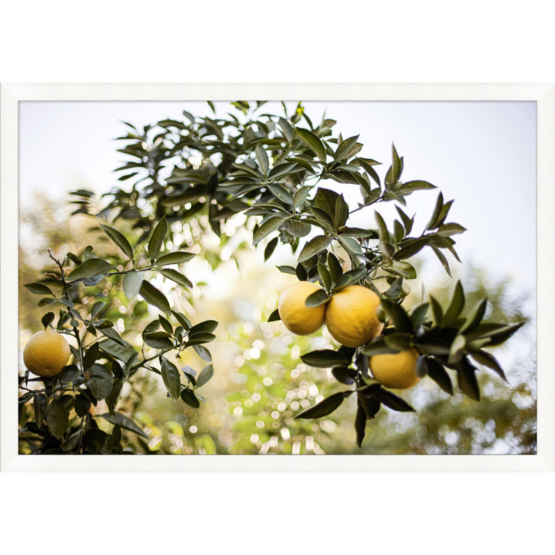 Arc Of Citrus Print by Nathan Turner