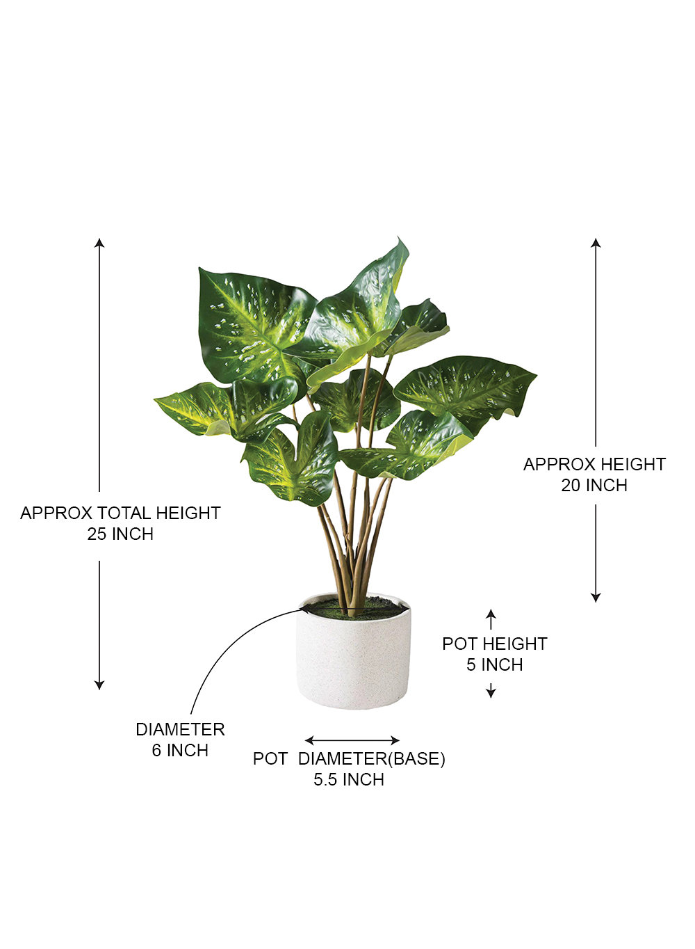  Calathea Plant In Planter, 6" Diameter & 25" Tall