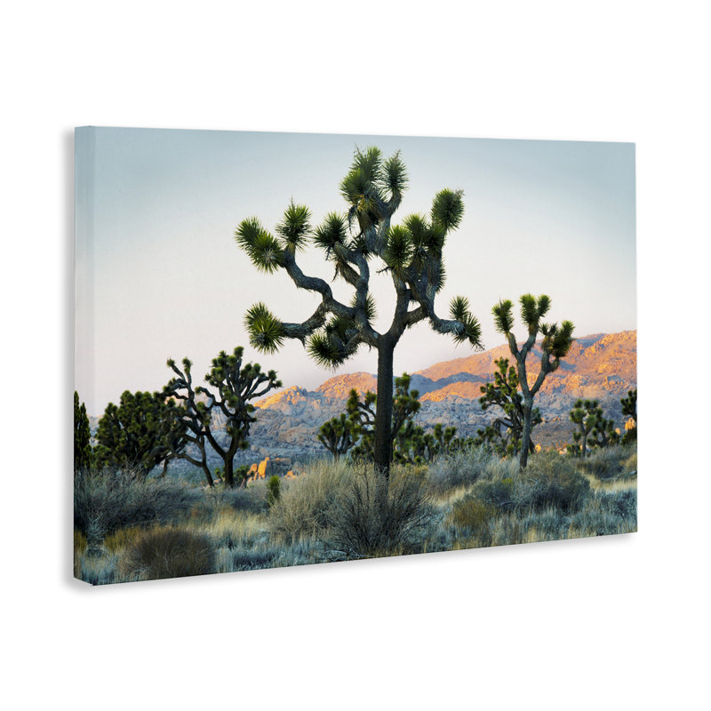 Art mural sur toile Joshua Trees in Vast Desert, conception par Danita Delimont, H 16 po x l 24 po