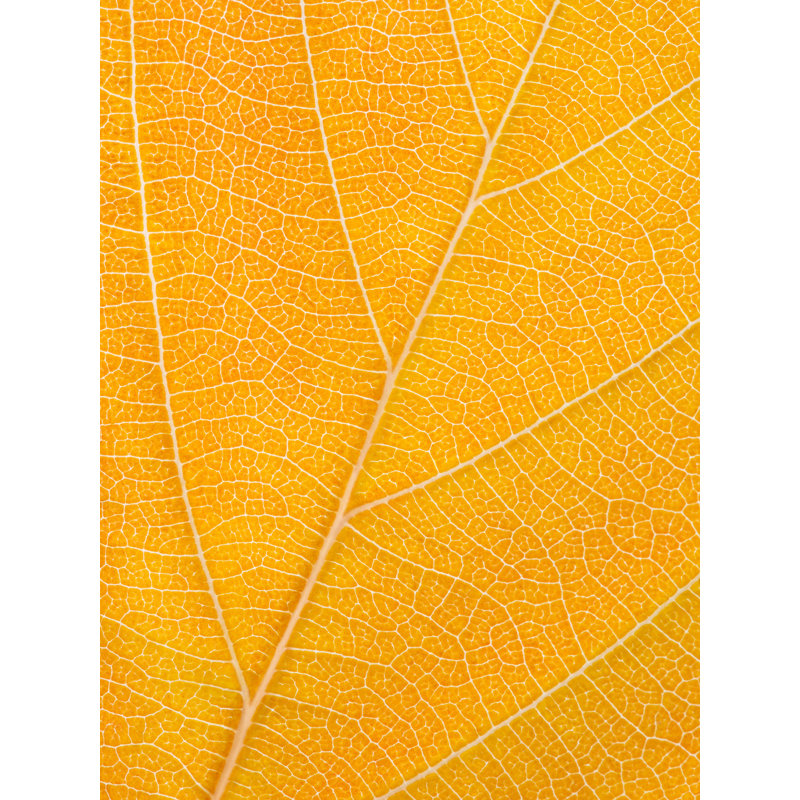 Autumn Leaf Print by Philippe Monthoux, Black Framed Paper, 20" H x 16" W