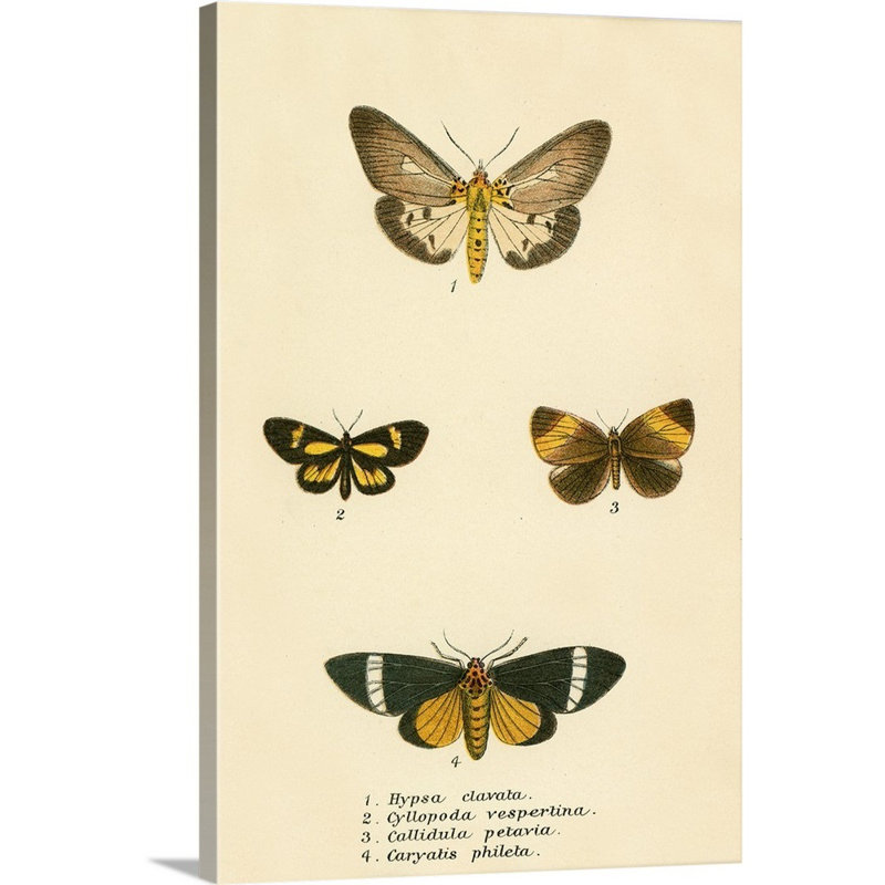 Papillons par English School - reproduction sur toile, H 30 po x l 20 po x P 1,25 po, Toile tendue
