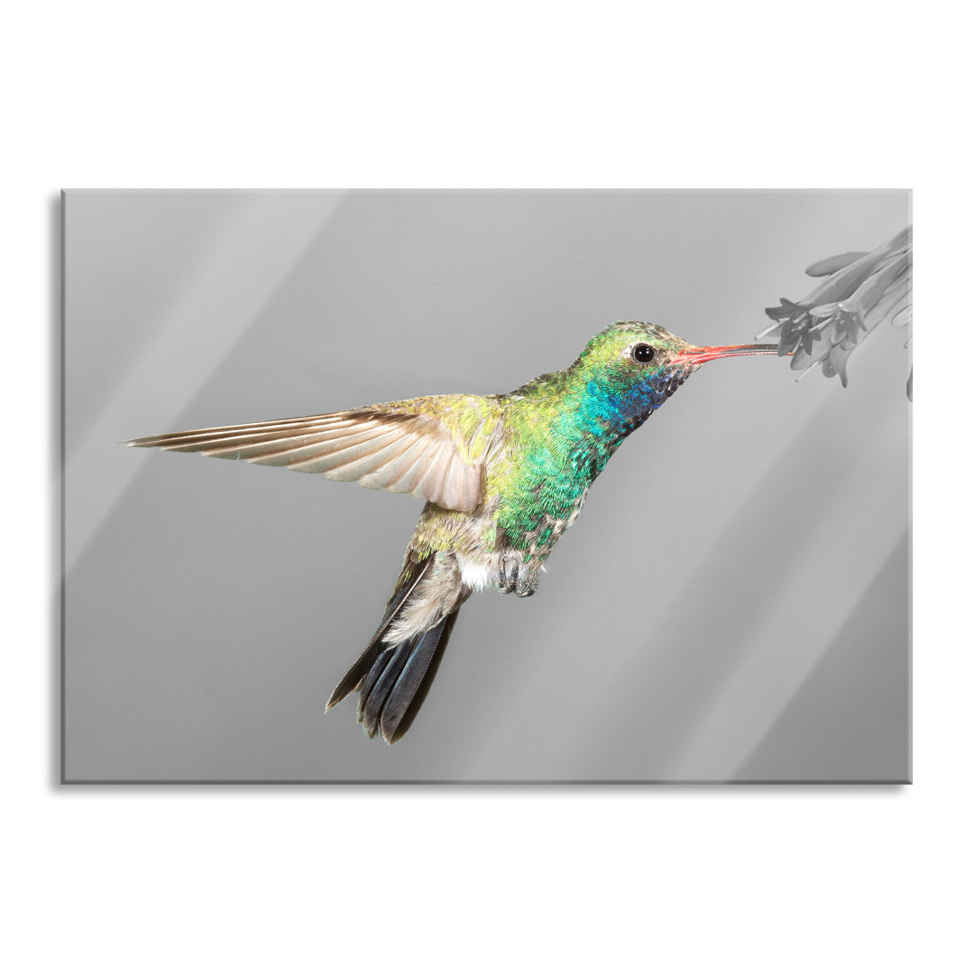 Glasbild Wunderschöner Kolibri