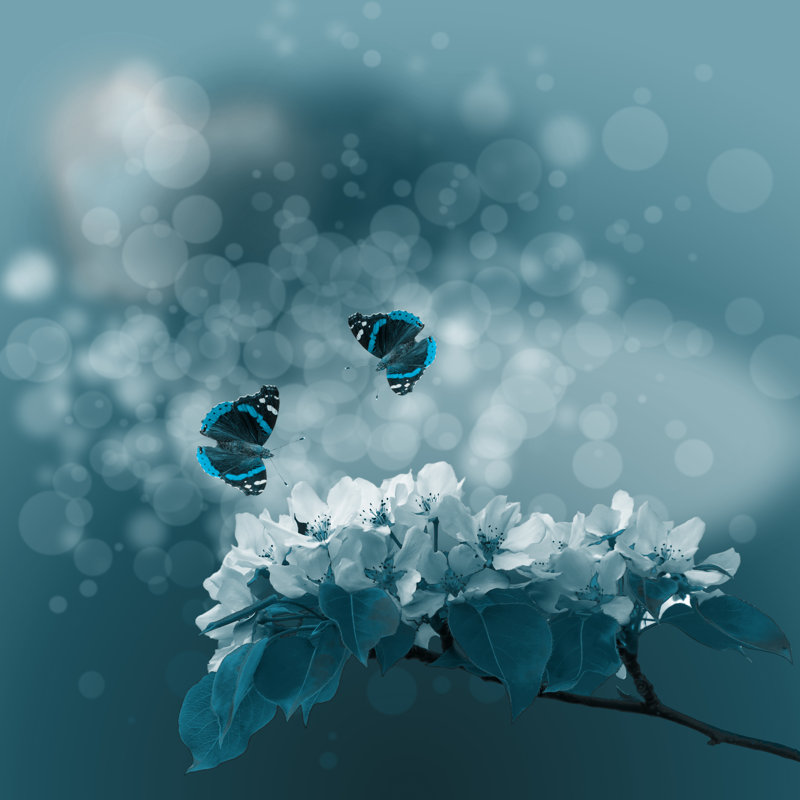 Eita Butterflies by AllaR15 - Wrapped Canvas Print, 51cm H x 51cm W x 3.8cm D
